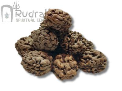Two Mukhi Rudraksha from Himalaya